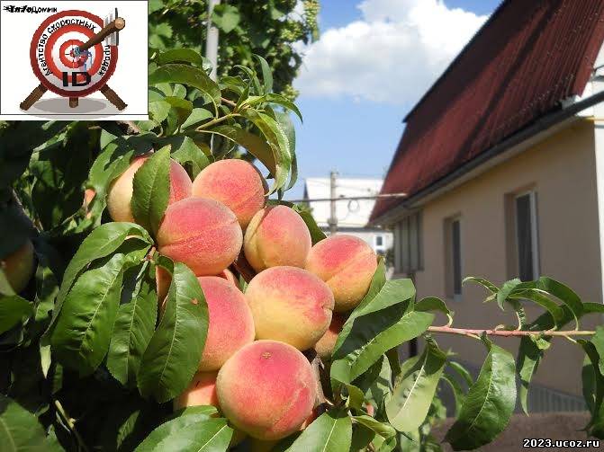 Дом для души...